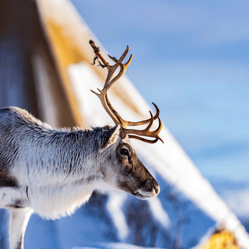Reindeer Feeding & Sami Culture